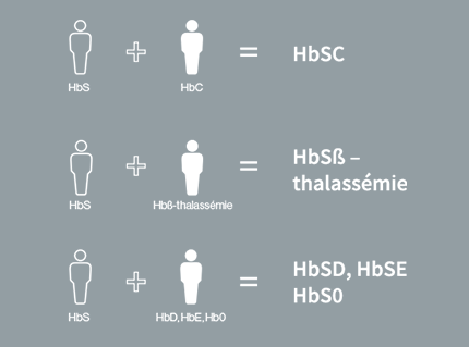 Les différents types de drépanocytose incluent les variantes HbSS, HbSC, thalassémie HbS, HbSD, HbSE et HbS0
