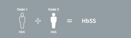 Tot de soorten sikkelcelziekte behoren HbSS, HbSC, HbS ß-thalassemie, HbSD, HbSE en HbS0
